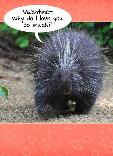 Little Prickly VAL Valentine's Day Ecard Cover