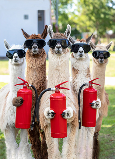 Llamas Fire Candles Funny Animals Ecard Cover