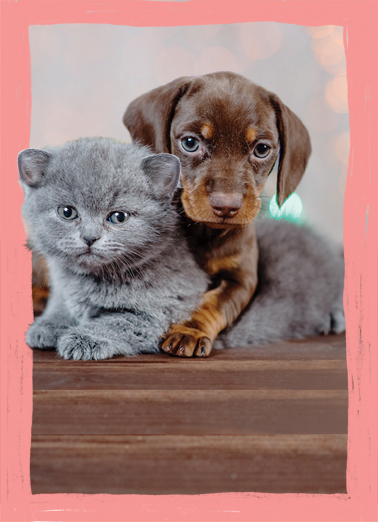 Loving Little Hug MD Dogs Card Cover