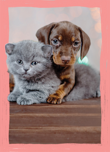 Loving Little Hug MD Dogs Ecard Cover