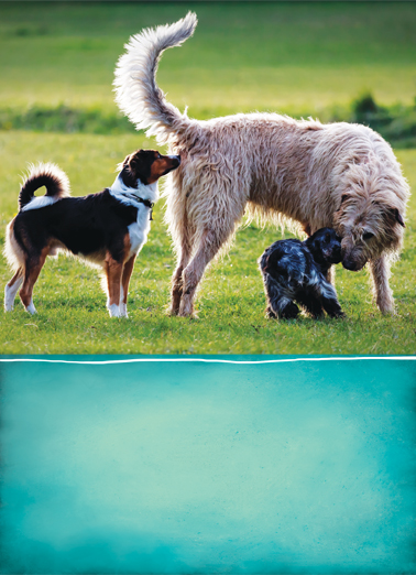 Makes Friends BD Dogs Ecard Cover