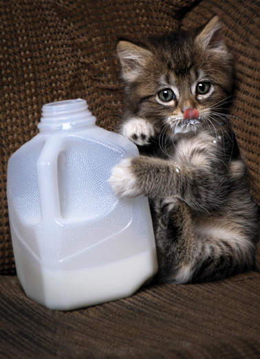 Milk It 5x7 greeting Card Cover