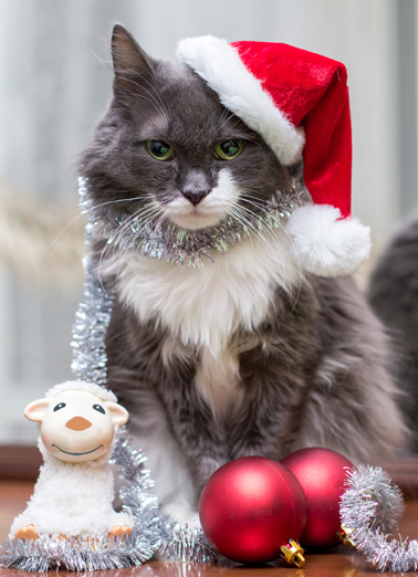 No Cats Harmed Santa - Funny Christmas Card to personalize and send.