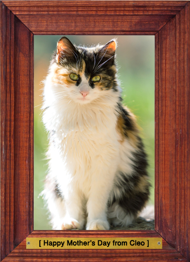 No Kitten - Funny Add Your Photo Card to personalize and send.