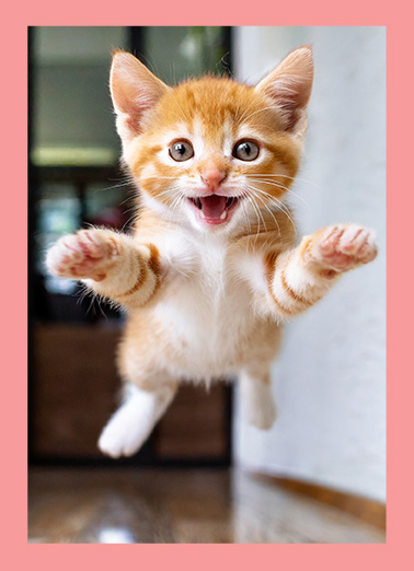 One Big MD Hug Cat Mother's Day Card Cover
