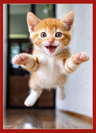 One Big Val Hug Cat Valentine's Day Card Cover