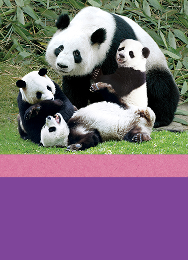 Panda CF MD Mother's Day Ecard Cover
