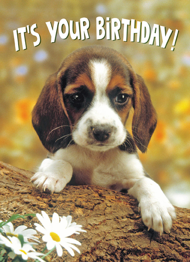 Paws to Celebrate Birthday Ecard Cover