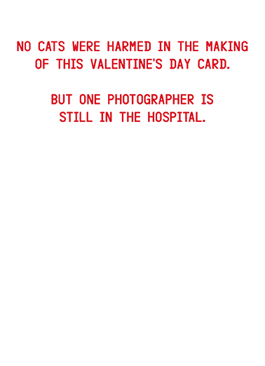 Photographers Were Harmed VAL Cats Card Inside