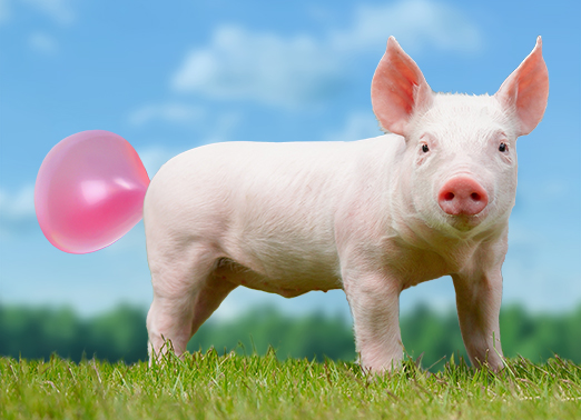 Pig Bubble (H) Birthday Ecard Cover