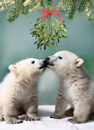 Polar Bear Mistletoe Lee Card Cover