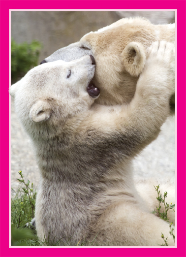 Polar Hug (MD) Cute Ecard Cover