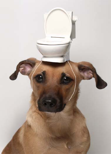 Potty Hat Dogs Card Cover