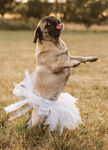 Pug In Tutu Thinking of You Card Cover