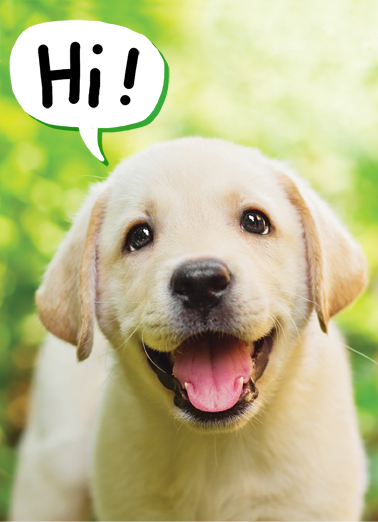 Puppy Smile  Ecard Cover