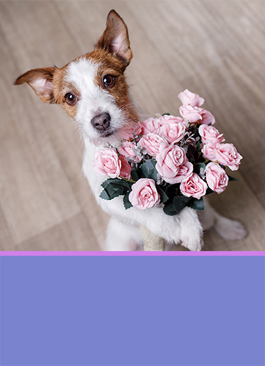 Rose to Occasion BDAY Dogs Card Cover