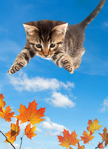 Rosh Hashanah Cat Hug Cats Card Cover