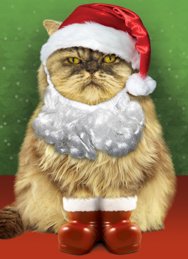 Santa Cat Cats Card Cover