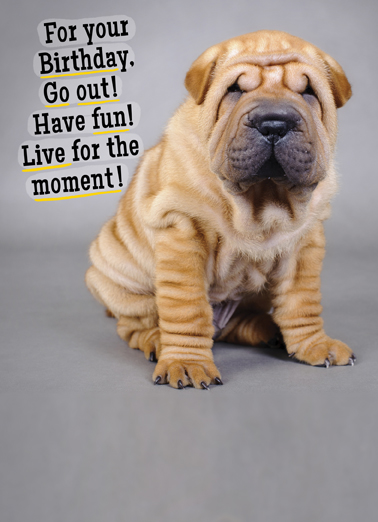 Sharpei Diem 5x7 greeting Card Cover