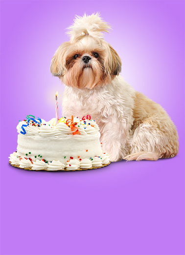 Shihtz Birthday Cake  Card Cover