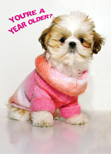Shihtzpoo 5x7 greeting Card Cover