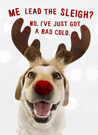 Sleigh Dog Christmas Card Cover