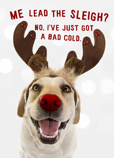 Sleigh Dog  Ecard Cover