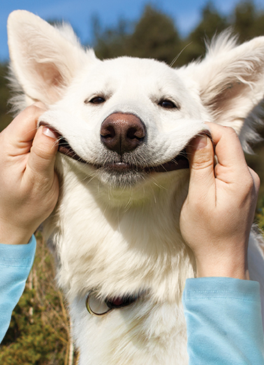 Smile Dog Aged to Perfection Card Cover