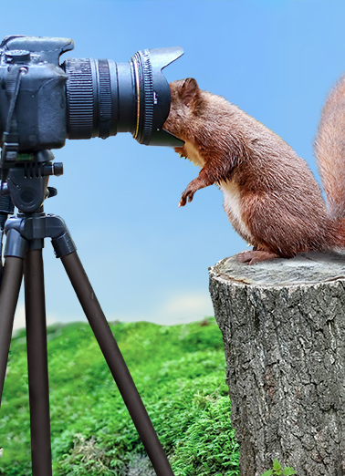 Squirrel Camera  Card Cover