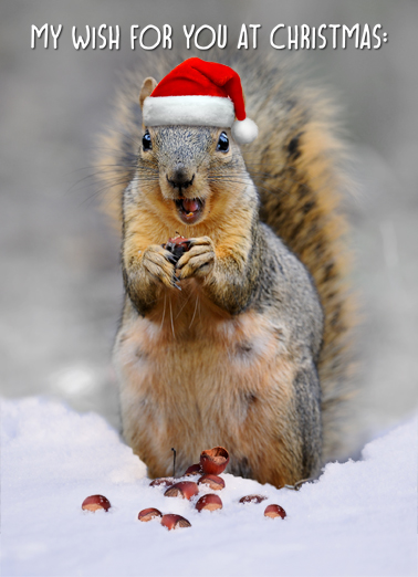 Squirrel In Snow Funny Ecard Cover