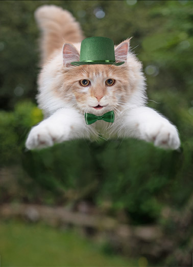 St Pat Cat Hug  Ecard Cover