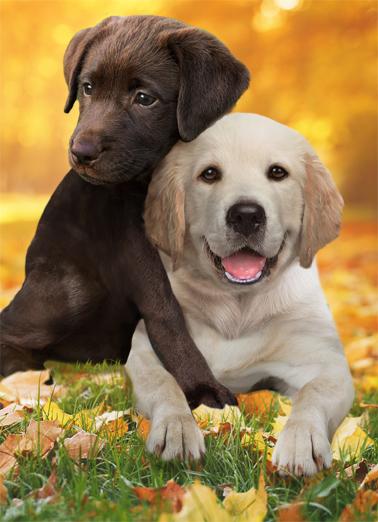 Thanksgiving Hug Dogs  Ecard Cover