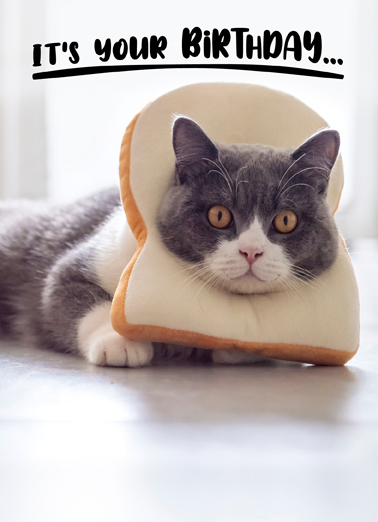 Toast Cat Cats Ecard Cover