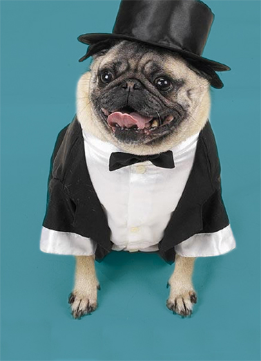 Tuxedo Pug Dogs Card Cover