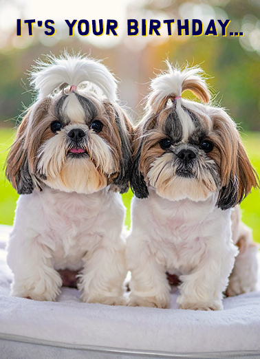 Two Shihtz  Card Cover