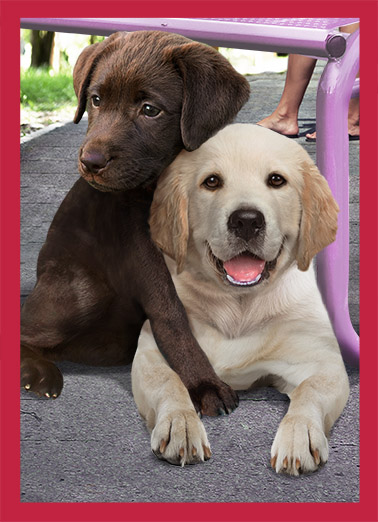 Valentine's Day Hug Dogs Ecard Cover