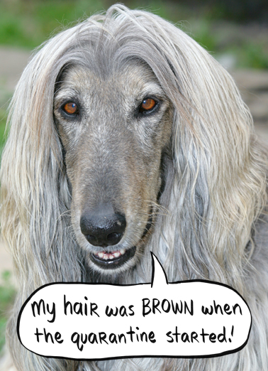 Was Brown Dogs Ecard Cover