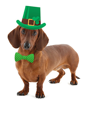 Weinerful St Pats Day St. Patrick's Day Card Cover