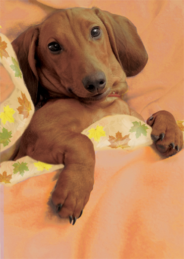 Wienerful Thanks  Ecard Cover