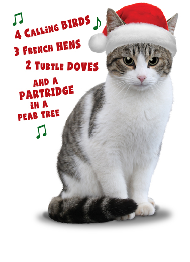 Xmas Dinner Cat Christmas Card Cover