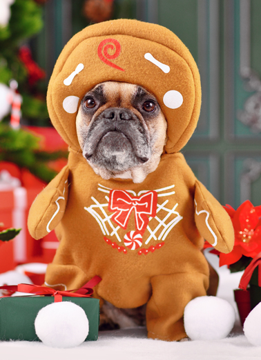 Xmas Dogs Photographer Dogs Ecard Cover