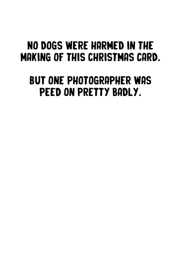 Xmas Dogs Photographer Dogs Card Inside